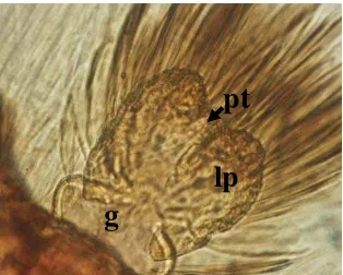 Gambar 3.7 Ngengat parasitoid: (A) ngengat betina, (B) ngengat jantan dan 