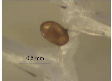 Gambar 3.10  Bentuk telur Epipyropidae.  