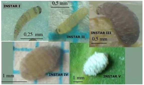 Gambar 3.12   Bentuk perkembangan larva Epipyropidae. 