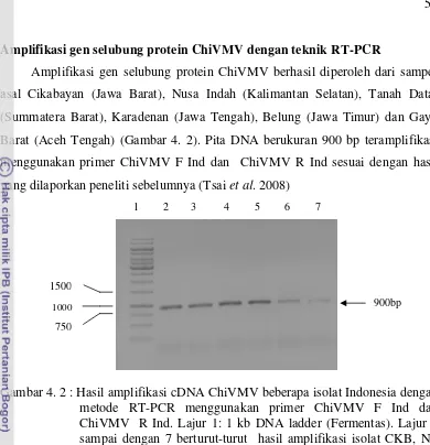 Gambar 4. 2 : Hasil amplifikasi cDNA ChiVMV beberapa isolat Indonesia dengan 