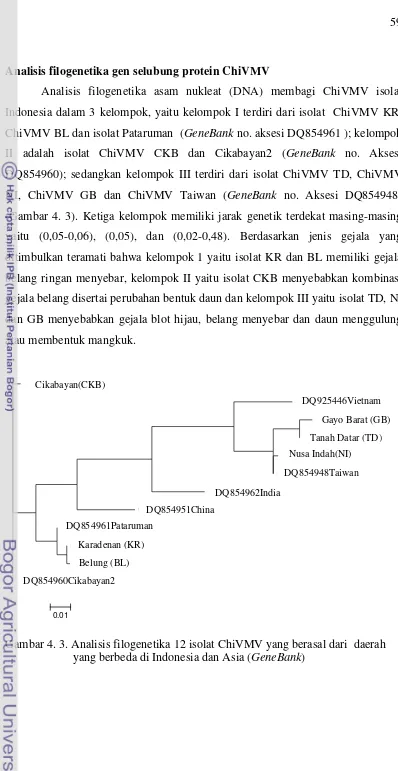 Gambar 4. 3. Analisis filogenetika 12 isolat ChiVMV yang berasal dari  daerah 