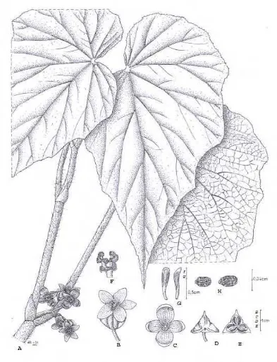 Fig.10. Begonia baliensis Girmansyah, A. habit, B. female flower, C. male flower, D. Fruit E