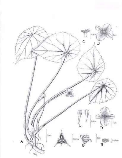 Fig.11. Begonia coriacea E. stamens, F. fruit in cross section, G. fruit, H. seed Hassk., A