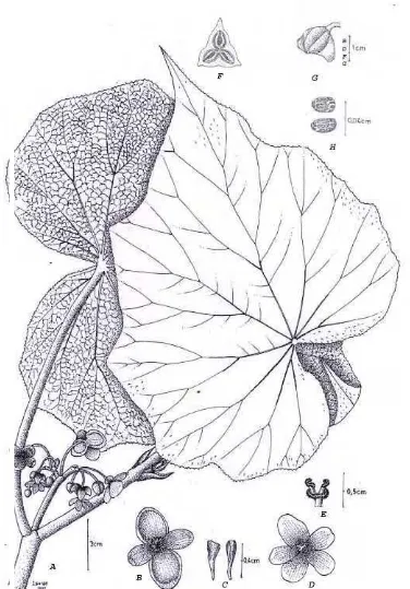 Fig.12. Begonia lempuyangensis Girmansyah, A. habit, B. male flower, C. stamens, D. female flower, E