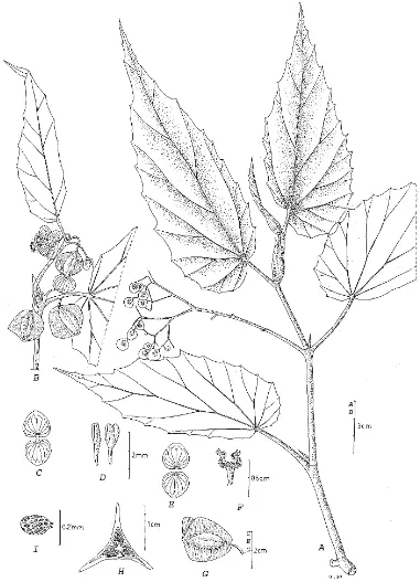 Fig.13. Begonia lombokensis Girmansyah, A. habit, B. male inflorescence, C.male flower, D.stamens, E