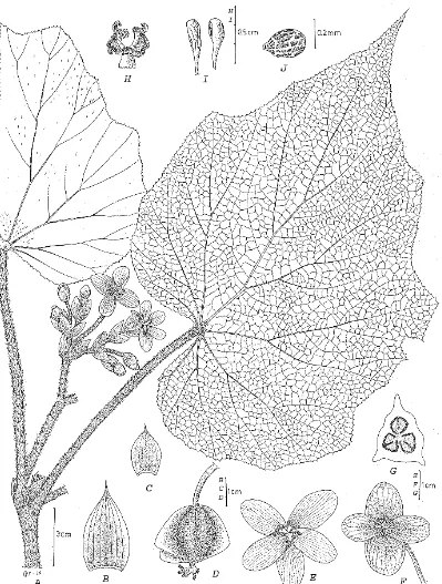 Fig.15. Begonia multibracteata Girmansyah, A. habit, B. bract, C.bracteole, D. fruit, E.female flower, F