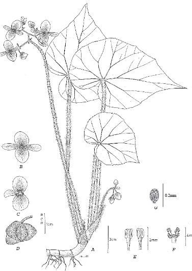 Fig.16. Begonia pseudomuricata Girmansyah, A. habit, B. male flower, C. female flower, D