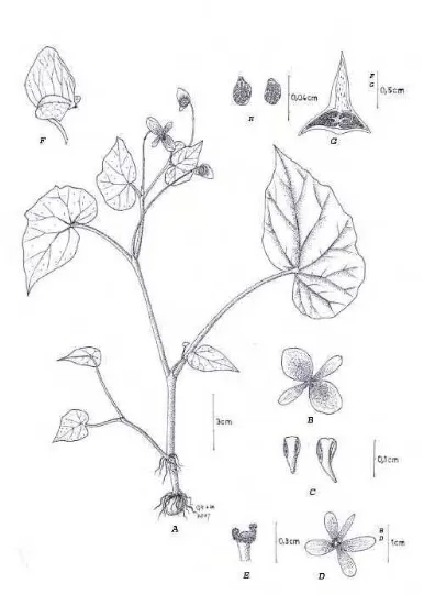 Fig.17. Begonia tenuifolia Dryand., A. habit, B. male flower, C. stamens, D. female flower, E