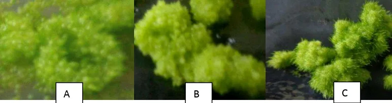 Gambar 3. Tekstur dan warna PLB D. heterocarpum 12 MST (A). Media MS, (B). Media Kursor C, (C)