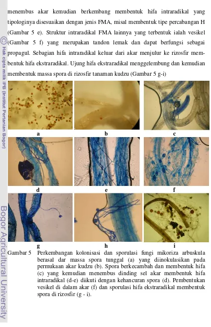 Gambar 5 Perkembangan kolonisasi dan sporulasi fungi mikoriza arbuskula 