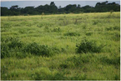 Gambar IV-13  Tipe habitat savana Bekol setelah dibersihkan dari invasi Acacia nilotica,  