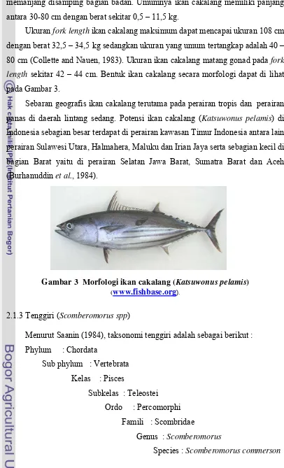 Gambar 3  Morfologi ikan cakalang (Katsuwonus pelamis)  