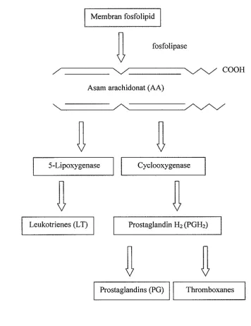 Gambar 7 Bagan pembentukan metabolit-metabolit radang 
