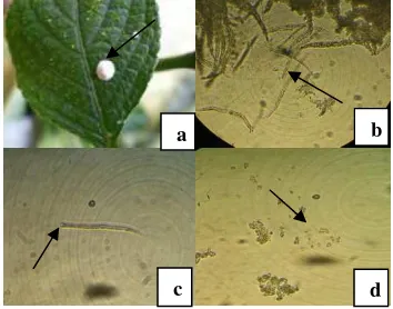 Gambar 5  Hypocrella RA 04 (a) stroma pada batang Strobilanthus cernuus, (b) kumpulan askus, (c) askus berisi askospora, dan (d) askospora
