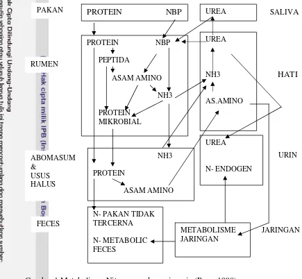 Gambar 1 Metabolisme Nitrogen pada ruminansia (Perry 1980). 
