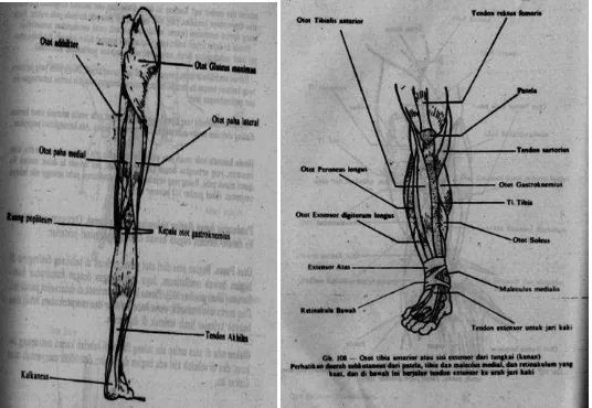 Gambar. 3 : Otot tungkai bawah (Evelyn C.P, 2012 :135-136) 