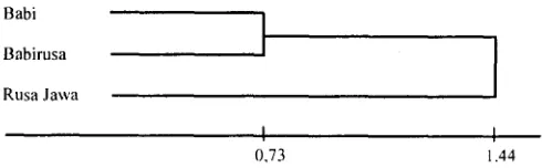 Tabel 2. I<c.\;~niaa~i (ienetik di antara Rusa Jawa. Babirusa dan Babi 