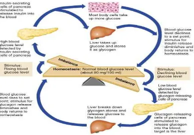 Gambar 2.2. Patogenesis Diabetes Mellitus Tipe 2 