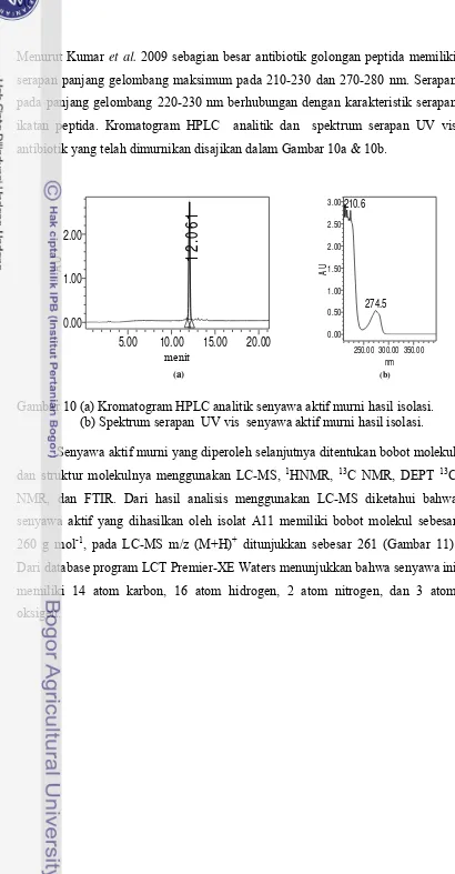 Gambar 10 (a) Kromatogram HPLC analitik senyawa aktif murni hasil isolasi.   