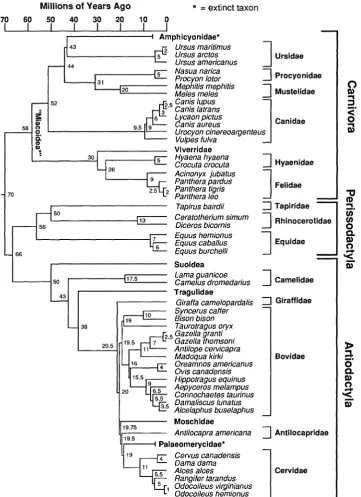 FIGURE 1.(modified(seeclockbecomesunitsHypothesis of phylogenetic relationships for 19 species of Carnivora and 30 species of ungulates from Garland and Janis, 1993)