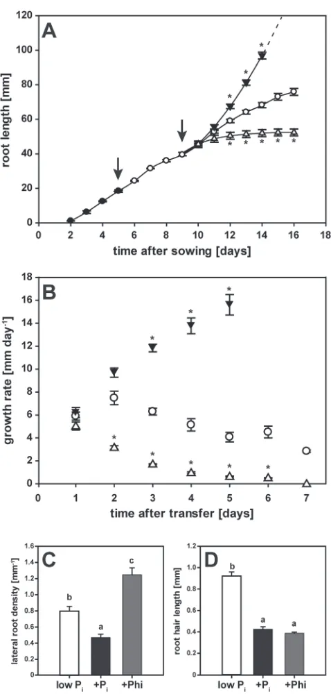 Fig. 2. Changes in root architecture in response to phosphate (Pbars), high PPresupply and phosphite (Phi) treatment