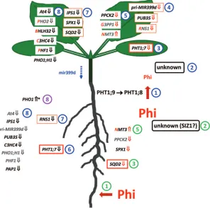 Fig. 7. equally well to either Ptheir expression in roots is regulated by PHO2 and relies on systemic signalling, perhaps through reduced levels of mir399d in the phloem (blue dotted arrow)