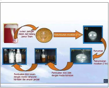 Gambar 8   Diagram cara isolasi dengan kultur jaringan untuk memperoleh ”bibit                    tanam” 