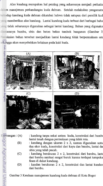 Gambar 3 Keadaan manajemen kandang kuda delman di Kota Bogor 