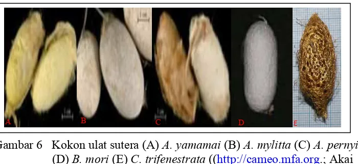 Gambar 6 Kokon ulat sutera (A) A. yamamai (B) A. mylitta (C) A. pernyi