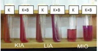 Tabel 2. Hasil uji aktivitas antibakteri ekstrak etanol, fraksi etanol-air dan fraksi n-heksan daun anggur terhadap P