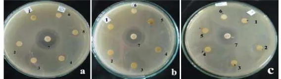 Gambar 5. Hasil uji aktivitas antibakteri fraksi etanol-air (a), fraksi n-heksan (b) dan ekstrak etanol (c) terhadap bakteri P