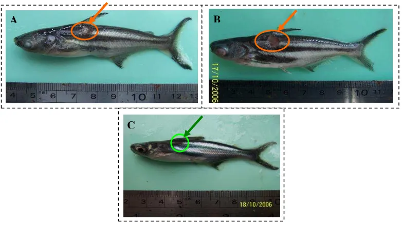 Gambar 7.  Kondisi ikan patin pasca infeksi : (A) Radang; (B) Nekrosis; dan (C) Sembuh pada perlakuan pencegahan 
