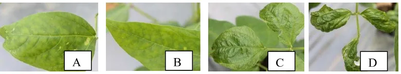 Gambar 1. Variasi gejala pada tanaman kacang panjang akibat infeksi BCMV: daun    mosaik (A), vein banding (B), daun mengkerut (C), mosaik, vein banding, mengkerut dan melengkung (D)