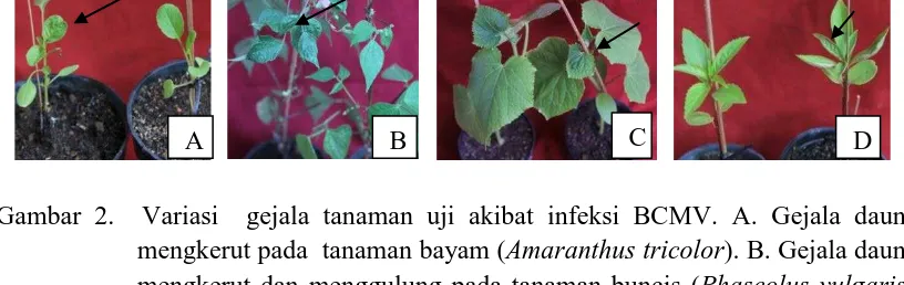 Gambar 2.  Variasi  gejala tanaman uji akibat infeksi BCMV. A. Gejala daun  mengkerut pada  tanaman bayam ()