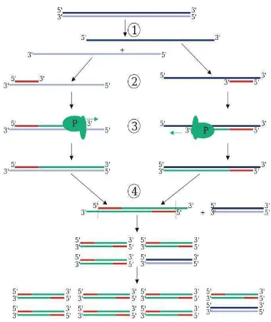 Gambar 4 Tahapan-tahapan pada proses PCR (Polymerase Chain Reaction)