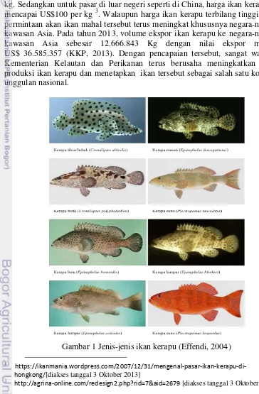 Gambar 1 Jenis-jenis ikan kerapu (Effendi, 2004) 