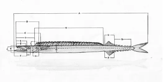 Gambar 5. Skema karakter morfometrik-meristik yang diukur dan dihitung pada ikan layur 