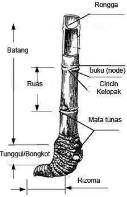 Gambar 1. Anatomi Batang Bambu 