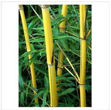 Gambar 2. Bambu Kuning (Bambusa vulgaris schard.Es J.C) 