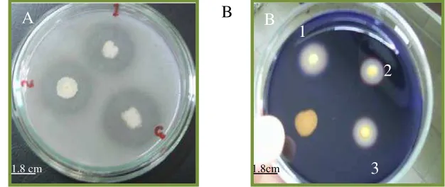 Gambar 3 A) Zona proteolitik pada media SWC- milk                 SWC-1%,  (1) dan (3) isolat         DA 5.2.3, (2) isolat KAs 7.1.2  B)  zona amilolitik pada media  starch 1%, (1) isolat DP 5.1.2 (2) dan (3) isolat DP 2.1.1
