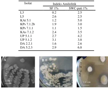 Gambar 4  Morfologi koloni kelompok Bacillus                  dan saluran pencernaan udang  A) isolat DP 5.1.2, B) isolat KAs  yang diisolasi dari tambak                   7.1.2  C)  isolat KAt 5.1