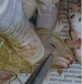 Gambar 13 Kematian ayam akibat penyakit Snot 