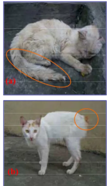 Gambar 10  Ekspresi  lokus  T a ~T~t b  pada kucing.  (a)  Brown abyssinian  tabby dengan  genotipe A-B-C-D-ii  T a -