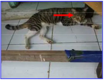 Gambar 1    Kucing dengan pola Agouti  (tanda panah), genotipe  A-  B-C-D-ii T-. 