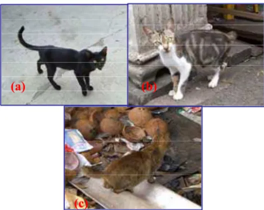 Gambar  3  Kucing  dengan  ekspresi  lokus  C~c b ~c s -c a ~c. (a) Seal tabby point  dengan genotipe A-B- c s c s  ii; (b) Blue  Burmese dengan genotipe aaB- c b c b  dd 