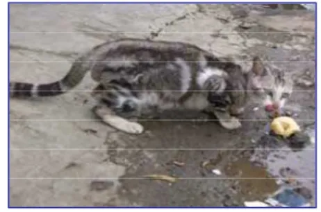 Gambar 8  (a)  Red mackerel tabby (C-D-ii  OO  T-).  (b)  Brown abyssinian tabby (A-B-C-D-ii 