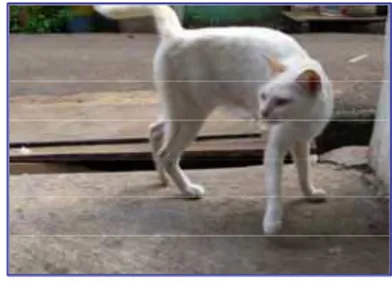 Gambar 9   Kucing dengan daerah putih (tanda  panah) dengan genotipe A-B-C-D-ii T- 