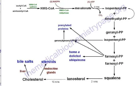 Gambar 3. Mekanisme Sintesis Kolesterol (King, 2008) 