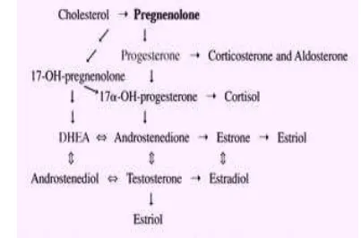 Gambar 4. Mekanisme Sintesis Hormon Progesteron (Baulieu, 1997) 
