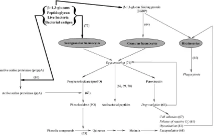 Gambar 1.  Diagram alur sederhana sistem pertahanan krustasea (Smith et al. 2003).  